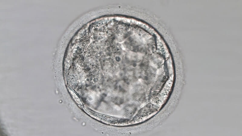 Implantación embrionaria y éxito reproductivo