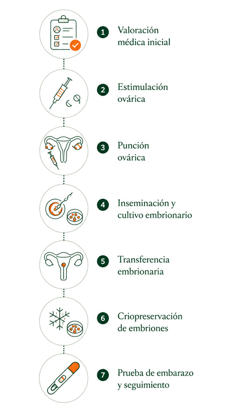 Infografía sobre la fecundación in vitro