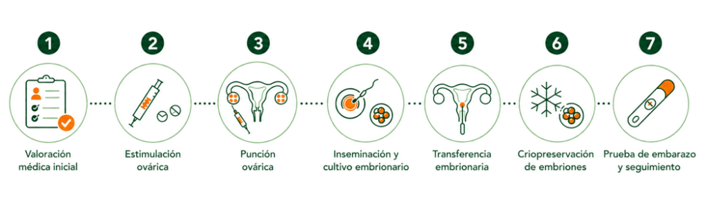 Infografía sobre la fecundación in vitro